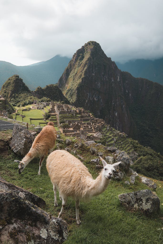 Llamas on lush grass with stunning Machu Picchu and mountains in the background.